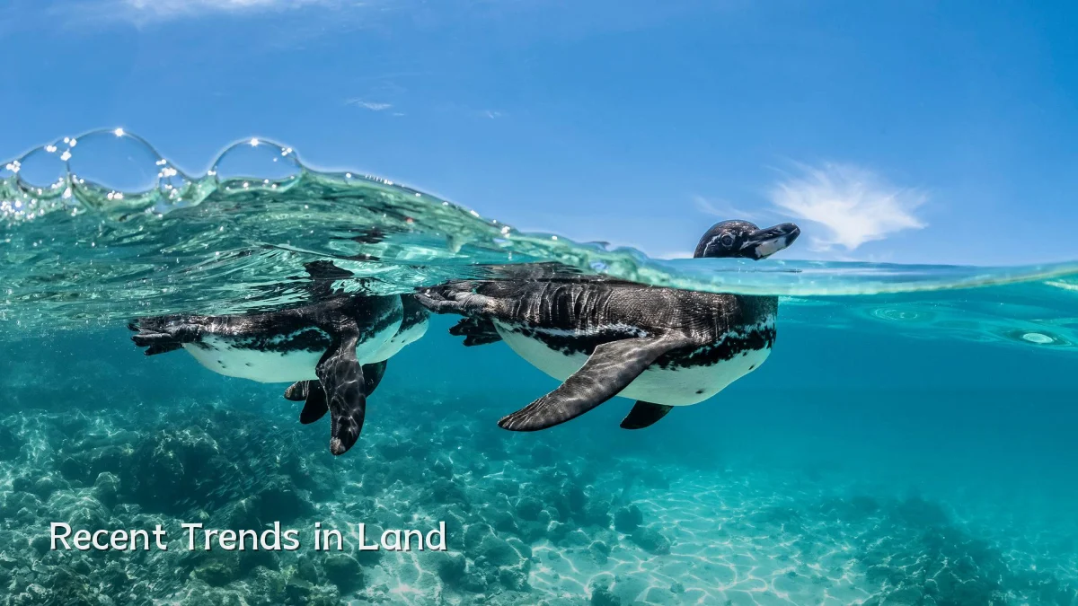 Recent Trends in Land