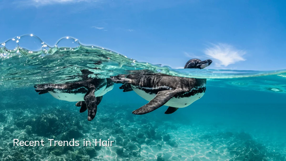 Recent Trends in Hair